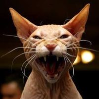 Illustratie die u profileert