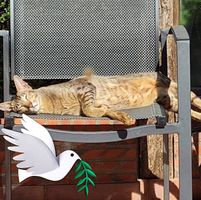 Illustration du profil