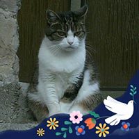 Illustration du profil